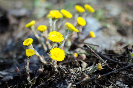 yellow flowers coltsfoot closeup