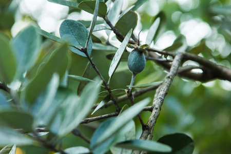 Branch with feijoa fruit, tropical fruitの写真素材