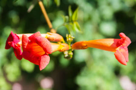 Blooming orange Campsis flowers on a branch close-upの写真素材
