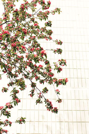Branches of a blossoming apple tree on a background of a white wall