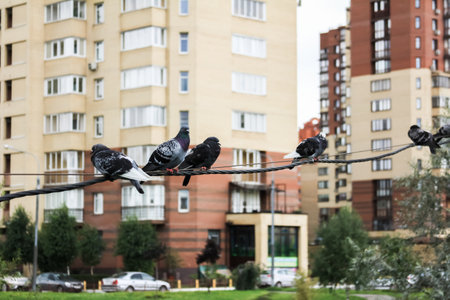 Pigeons on a wire, birds in the cityの写真素材