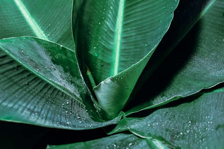 Water drops on banana leaves, selective focusの写真素材