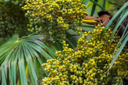 Date palm fruits close-up, fruit ripening on a palm treeの写真素材