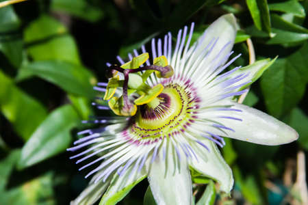 Passion flower close-up, blooming Passiflora