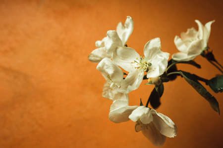 White apple tree flowers on vintage orange backgroundの写真素材