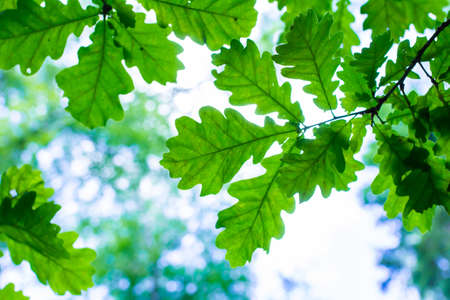 Oak leaves against the sky, bottom view, selective focus, natural background