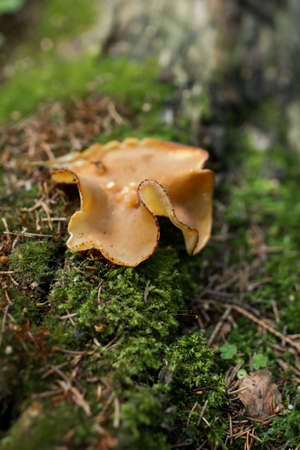 Peziza varia mushroom close-up on a log, selective focus