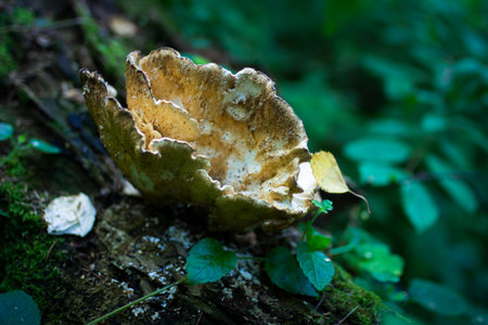 trametes pubescens mushroom on a log close-up, selective focusの写真素材