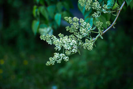 Blooming lilac flowers in spring, spring background, background with lilac, lilac buds, selective focusの写真素材