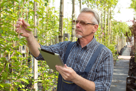 Adult gardener in the garden shop inspects plants. The hands holding the tablet. In the glasses, a...