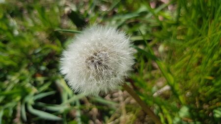 A beautiful white dandelion is shot at close range.の写真素材