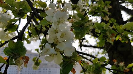 The apple tree blooms in late spring. Park.の写真素材