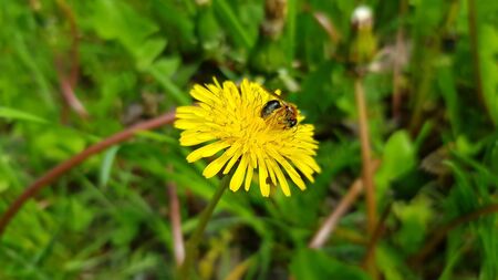A pcer on a yellow dandelion. Insect in pollen. The bee pollinates the plant.の写真素材