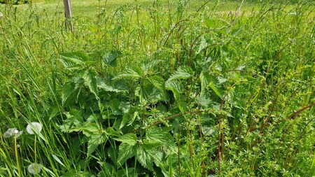 Nettles, air dandelions, green grass. Plants in the park.の写真素材