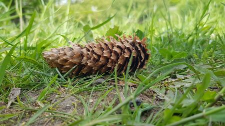 A fir cone in the grass. Photo in the Park. Late spring.の写真素材