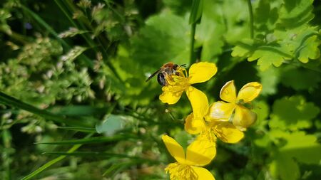 Beautiful picture of a bee on a yellow flowerの写真素材
