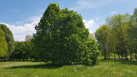 There are trees in the park. Beautiful green plantsの写真素材