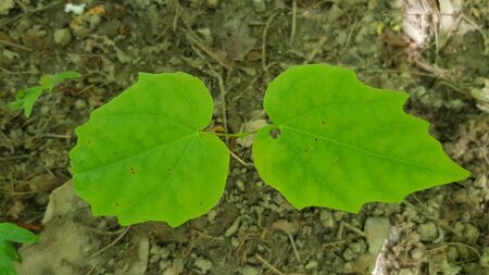 Green leaves of a sprouting tree in the Park. Maple leaves.の写真素材