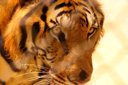 tiger in the cageの写真素材