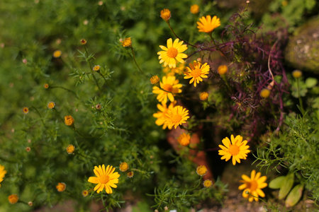 little yellow flowersの写真素材