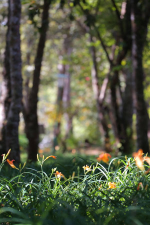 flowers in the forestの写真素材