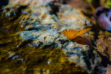 butterflyの写真素材