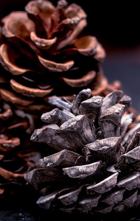 Pine textureの写真素材