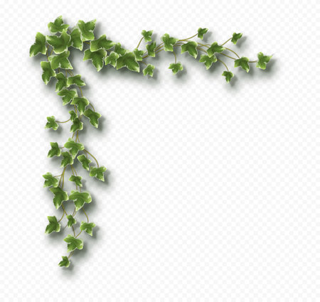 Ivy vine corner with lush green leaves. Hedera trailing branch isolated on a grey background.のイラスト素材