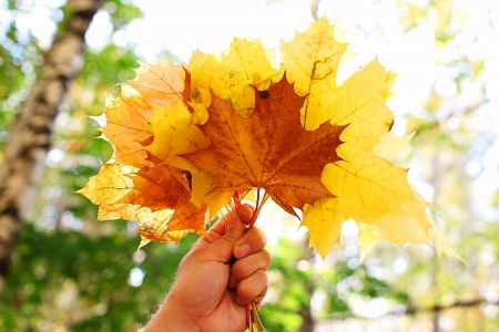 hand holding fallen leaves in septemberの写真素材