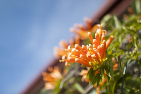 Orange flower in bloomの写真素材