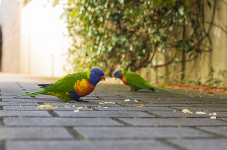 Lorikeets with an appleの写真素材