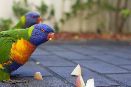 Lorikeets with an appleの写真素材