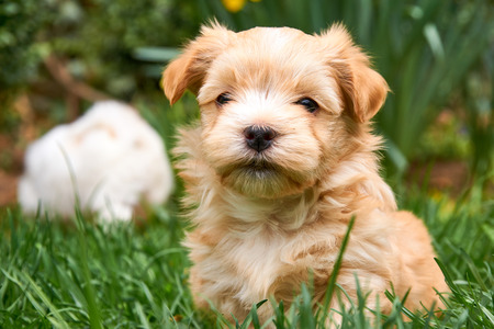 Havanese puppy sitting in grass looking into the camera - with another puppy in the backgroundの写真素材