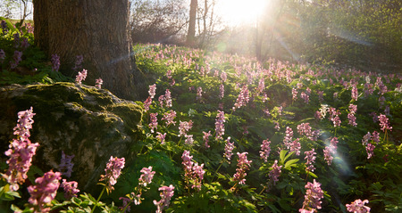 Low angle shot of flowers in the sunset, panoramic cropped.の写真素材