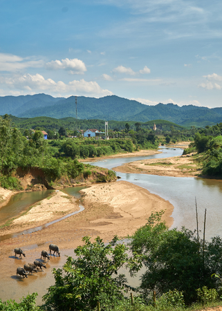 A herd of water buffalos in a clear river in the National Park of Phong Nha Ke Bang, Vietnamの写真素材