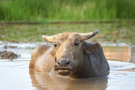 A portrait of a water buffalo on a rice field in Phong Nha ke bang national Park, Vietnam