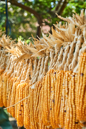 A lot of cob corn, hung to dry in the summer sun. With a low depth of fieldの写真素材