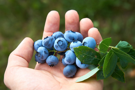 Male hand is picking fresh organic blueberries from the bushの写真素材