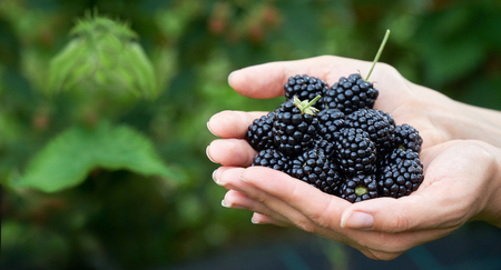 Fresh picked blackberrys in a girls hands. With copyspace.の写真素材