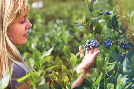 Pretty young woman is picking fruits on a blueberry field. Lensflare and vintage tonedの写真素材