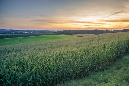 Green Field and Beautiful Sunset with a corn field in the foreground.の写真素材