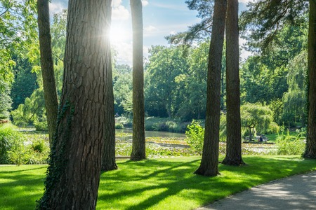 Public park in the city. Backlit picture with trees and a lake. Luisenhain, Bamberg.の写真素材