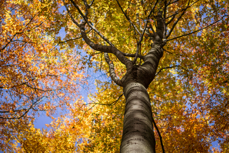 Sky in the autumn forest, Bavaria, Germany.の写真素材