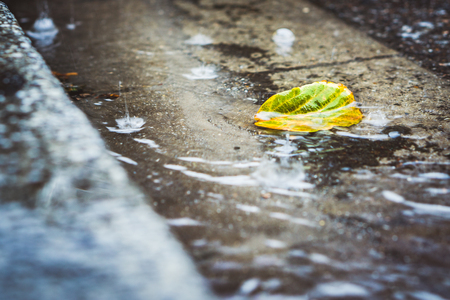 Heavy rain drops falling on city street with a autumn leaf.の写真素材