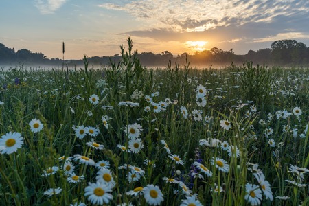 Marguerites on a meadow in spring at sunrise. At Bayreuth, Germany, Wilhelminenaue.