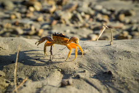 Friendly, smiling crab showing its claws on the beach.の写真素材