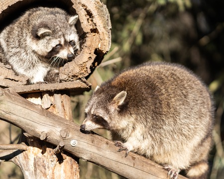 Two Raccoons or Racoon Procyon lotor, also known as the North American raccoon, in the zoo.の写真素材