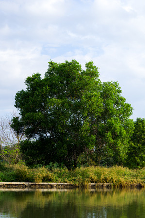 Big tamarind tree near the river.の写真素材