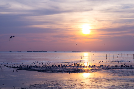 Beautiful sunset scenic with bird flyingの写真素材