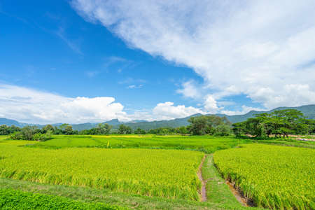 Beautiful scenic of rice field and the Doi Phuka mountain in the background by locates in Pua, Nan, Thailandの写真素材